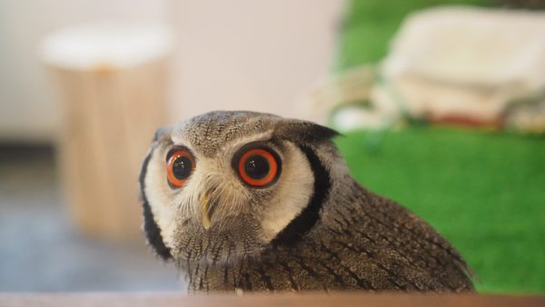 Fukurou no Sato 武蔵野カフェ＆バー ふくろうの里  Owl Cafe Village in Harajuku, Tokyo, Japan