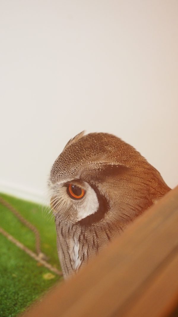 Fukurou no Sato 武蔵野カフェ＆バー ふくろうの里  Owl Cafe Village in Harajuku, Tokyo, Japan