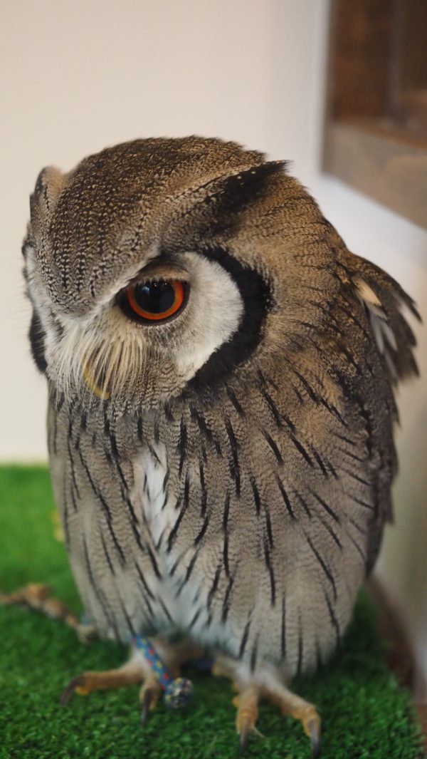 Fukurou no Sato 武蔵野カフェ＆バー ふくろうの里  Owl Cafe Village in Harajuku, Tokyo, Japan