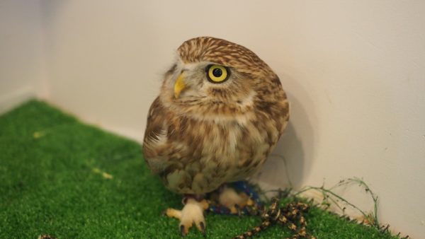 Fukurou no Sato 武蔵野カフェ＆バー ふくろうの里  Owl Cafe Village in Harajuku, Tokyo, Japan