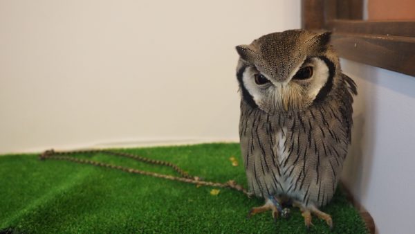 Fukurou no Sato 武蔵野カフェ＆バー ふくろうの里  Owl Cafe Village in Harajuku, Tokyo, Japan