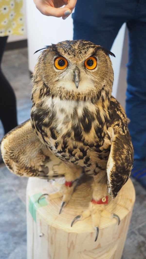 Fukurou no Sato 武蔵野カフェ＆バー ふくろうの里  Owl Cafe Village in Harajuku, Tokyo, Japan