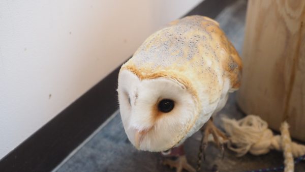 Fukurou no Sato 武蔵野カフェ＆バー ふくろうの里  Owl Cafe Village in Harajuku, Tokyo, Japan