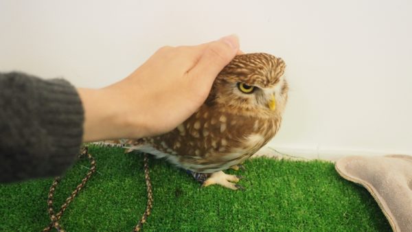 Fukurou no Sato 武蔵野カフェ＆バー ふくろうの里  Owl Cafe Village in Harajuku, Tokyo, Japan