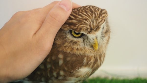 Fukurou no Sato 武蔵野カフェ＆バー ふくろうの里  Owl Cafe Village in Harajuku, Tokyo, Japan