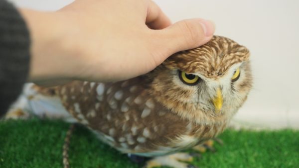 Fukurou no Sato 武蔵野カフェ＆バー ふくろうの里  Owl Cafe Village in Harajuku, Tokyo, Japan