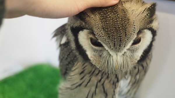 Fukurou no Sato 武蔵野カフェ＆バー ふくろうの里  Owl Cafe Village in Harajuku, Tokyo, Japan