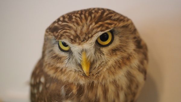 Fukurou no Sato 武蔵野カフェ＆バー ふくろうの里  Owl Cafe Village in Harajuku, Tokyo, Japan