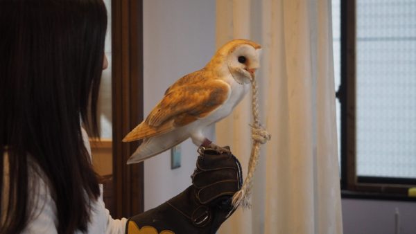 Fukurou no Sato 武蔵野カフェ＆バー ふくろうの里  Owl Cafe Village in Harajuku, Tokyo, Japan