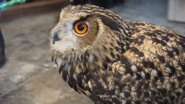 Fukurou no Sato 武蔵野カフェ＆バー ふくろうの里  Owl Cafe Village in Harajuku, Tokyo, Japan