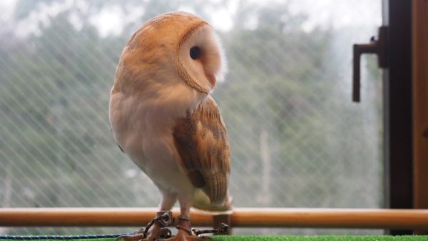 Fukurou no Sato 武蔵野カフェ＆バー ふくろうの里  Owl Cafe Village in Harajuku, Tokyo, Japan