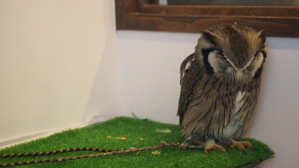 Fukurou no Sato 武蔵野カフェ＆バー ふくろうの里  Owl Cafe Village in Harajuku, Tokyo, Japan