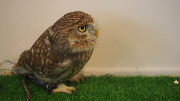 Fukurou no Sato 武蔵野カフェ＆バー ふくろうの里  Owl Cafe Village in Harajuku, Tokyo, Japan