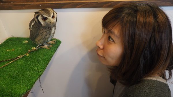 Fukurou no Sato 武蔵野カフェ＆バー ふくろうの里  Owl Cafe Village in Harajuku, Tokyo, Japan