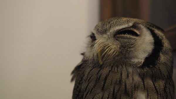 Fukurou no Sato 武蔵野カフェ＆バー ふくろうの里  Owl Cafe Village in Harajuku, Tokyo, Japan