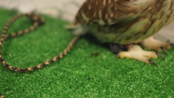 Fukurou no Sato 武蔵野カフェ＆バー ふくろうの里  Owl Cafe Village in Harajuku, Tokyo, Japan