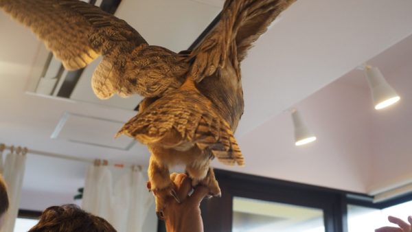 Fukurou no Sato 武蔵野カフェ＆バー ふくろうの里  Owl Cafe Village in Harajuku, Tokyo, Japan