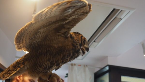 Fukurou no Sato 武蔵野カフェ＆バー ふくろうの里  Owl Cafe Village in Harajuku, Tokyo, Japan