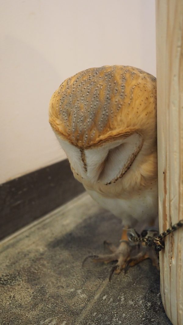 Fukurou no Sato 武蔵野カフェ＆バー ふくろうの里  Owl Cafe Village in Harajuku, Tokyo, Japan