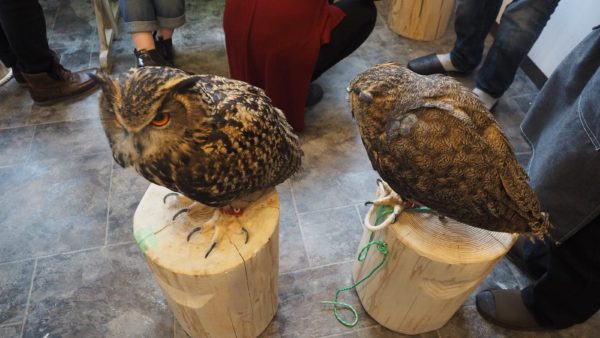 Fukurou no Sato 武蔵野カフェ＆バー ふくろうの里  Owl Cafe Village in Harajuku, Tokyo, Japan