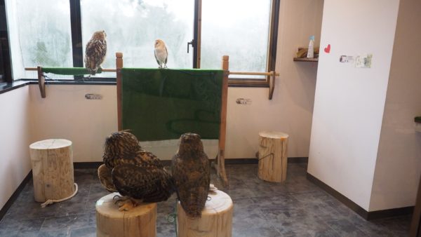 Fukurou no Sato 武蔵野カフェ＆バー ふくろうの里  Owl Cafe Village in Harajuku, Tokyo, Japan