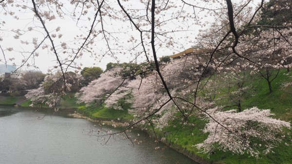 Sakura blossom at Chidorigafuchi Moat in Chiyoda, Tokyo, Japan