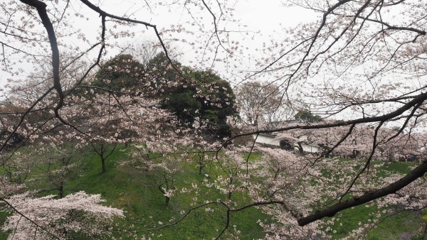 Sakura blossom at Chidorigafuchi Moat in Chiyoda, Tokyo, Japan