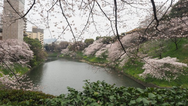 Sakura blossom at Chidorigafuchi Moat in Chiyoda, Tokyo, Japan