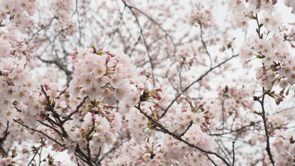 Sakura blossom at Chidorigafuchi Moat in Chiyoda, Tokyo, Japan