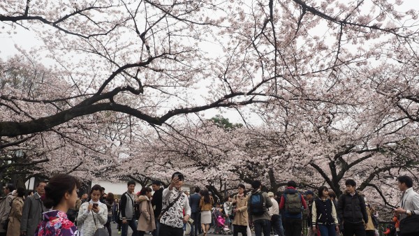 Sakura blossom at Chidorigafuchi Moat in Chiyoda, Tokyo, Japan