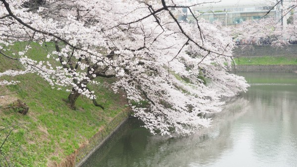 Sakura blossom at Chidorigafuchi Moat in Chiyoda, Tokyo, Japan