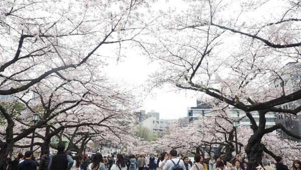 Sakura blossom at Chidorigafuchi Moat in Chiyoda, Tokyo, Japan