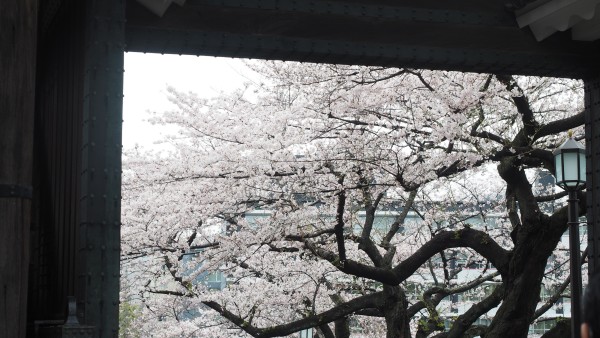 Sakura blossom at Chidorigafuchi Moat in Chiyoda, Tokyo, Japan