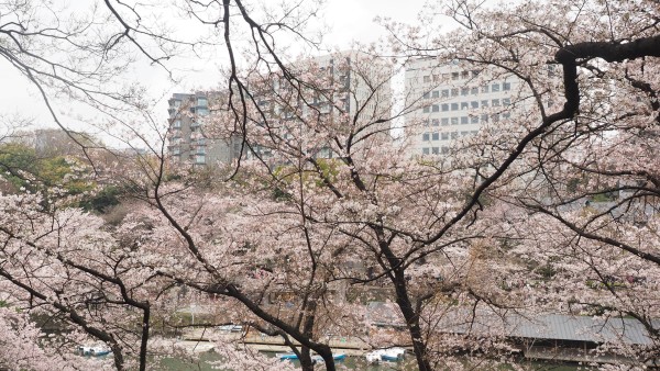 Sakura blossom at Chidorigafuchi Moat in Chiyoda, Tokyo, Japan