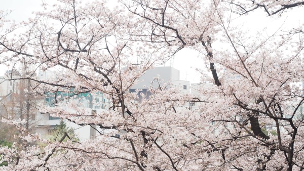 Sakura blossom at Chidorigafuchi Moat in Chiyoda, Tokyo, Japan