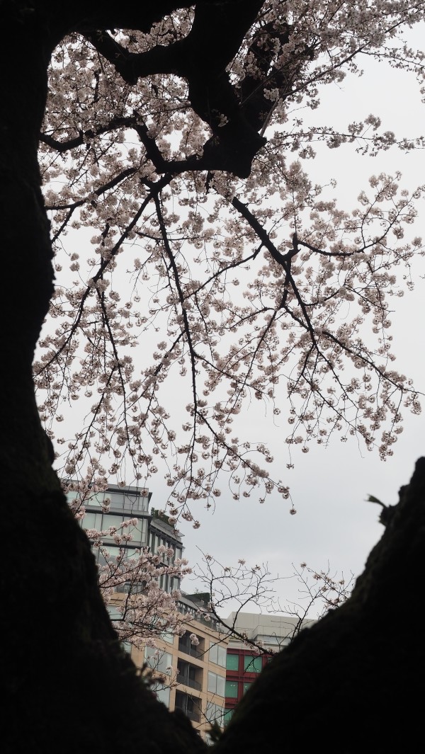 Sakura blossom at Chidorigafuchi Moat in Chiyoda, Tokyo, Japan