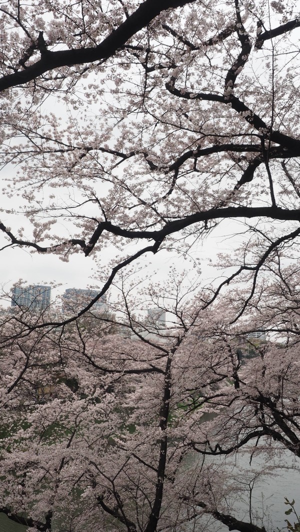 Sakura blossom at Chidorigafuchi Moat in Chiyoda, Tokyo, Japan