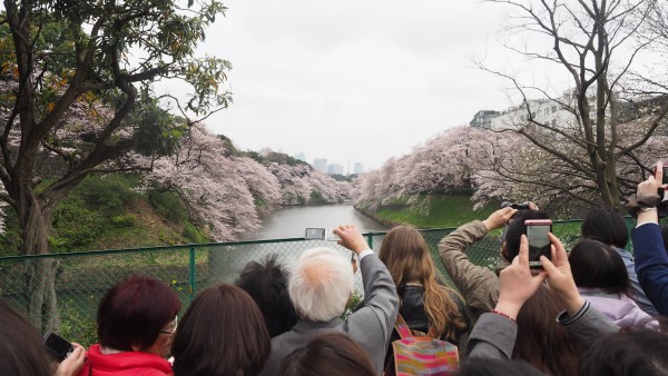 Sakura blossom at Chidorigafuchi Moat in Chiyoda, Tokyo, Japan