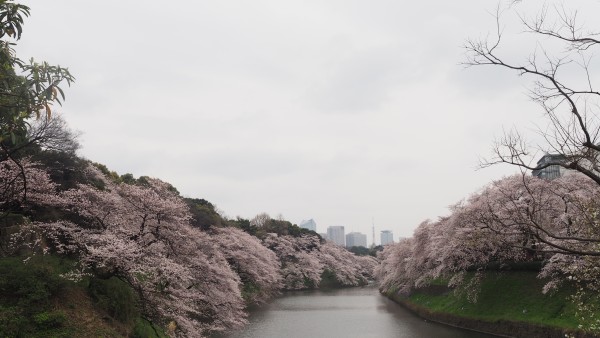 Sakura blossom at Chidorigafuchi Moat in Chiyoda, Tokyo, Japan