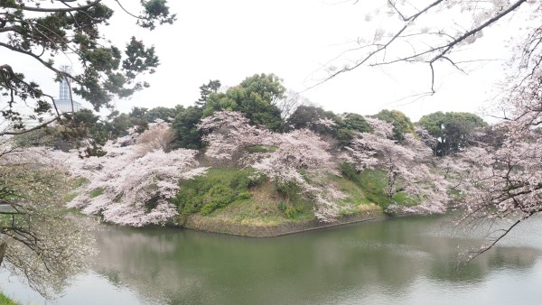 Sakura blossom at Chidorigafuchi Moat in Chiyoda, Tokyo, Japan