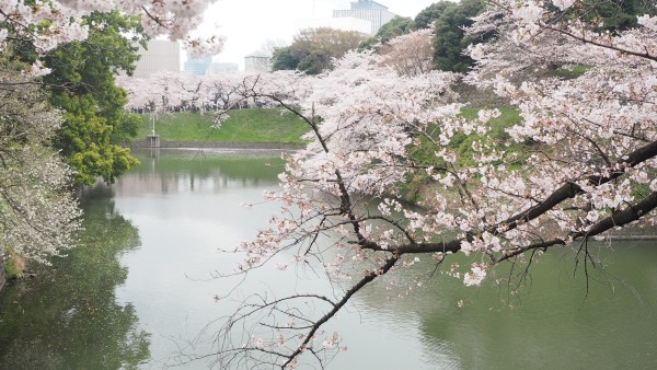 Sakura blossom at Chidorigafuchi Moat in Chiyoda, Tokyo, Japan