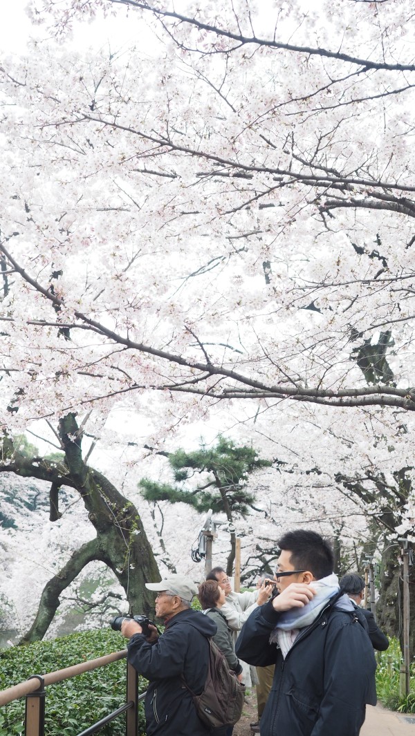 Sakura blossom at Chidorigafuchi Moat in Chiyoda, Tokyo, Japan