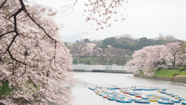 Sakura blossom at Chidorigafuchi Moat in Chiyoda, Tokyo, Japan