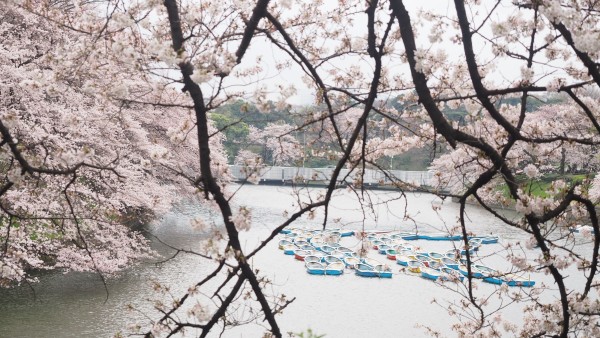 Sakura blossom at Chidorigafuchi Moat in Chiyoda, Tokyo, Japan