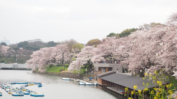 Sakura blossom at Chidorigafuchi Moat in Chiyoda, Tokyo, Japan