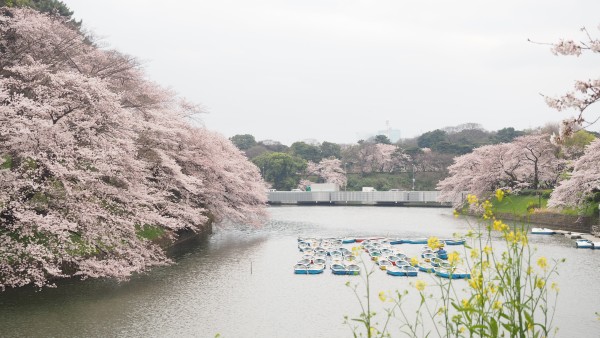 Sakura blossom at Chidorigafuchi Moat in Chiyoda, Tokyo, Japan