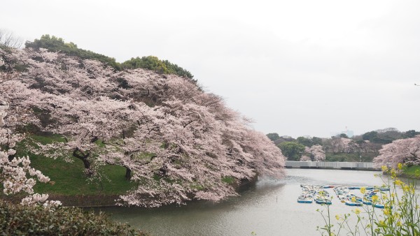 Sakura blossom at Chidorigafuchi Moat in Chiyoda, Tokyo, Japan