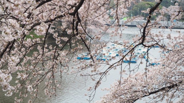 Sakura blossom at Chidorigafuchi Moat in Chiyoda, Tokyo, Japan