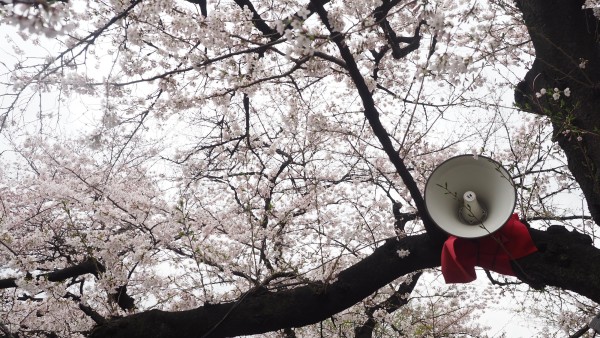 Sakura blossom at Chidorigafuchi Moat in Chiyoda, Tokyo, Japan