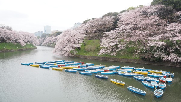 Sakura blossom at Chidorigafuchi Moat in Chiyoda, Tokyo, Japan